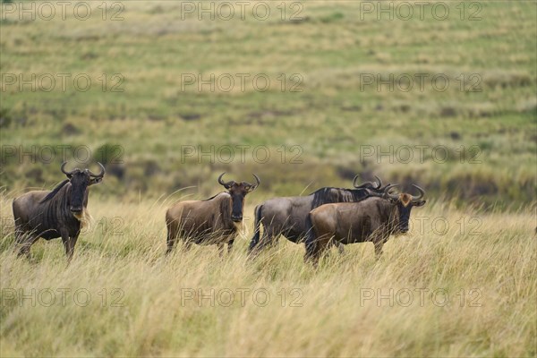 Blue wildebeests