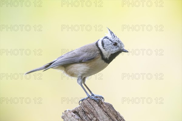 Crested Tit