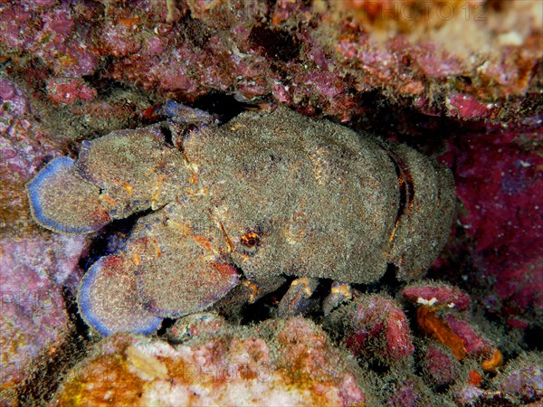 Mediterranean slipper lobster