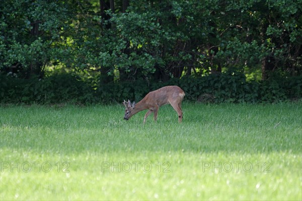 European roe deer