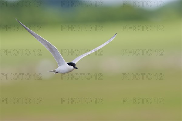 Gull-billed tern