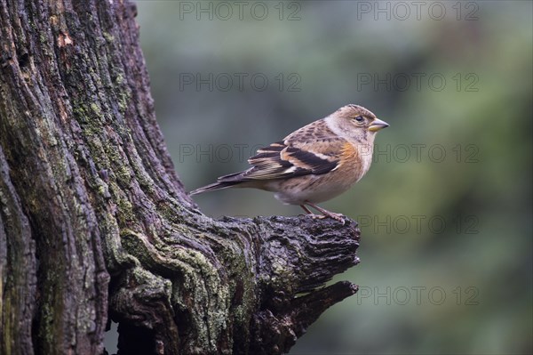 Brambling