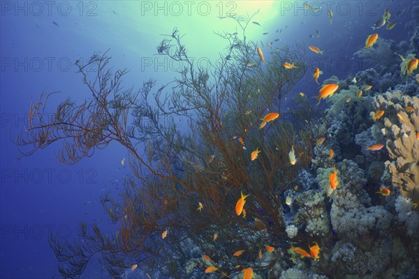 Black bushy black coral