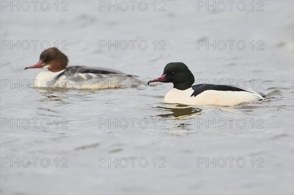 Common merganser