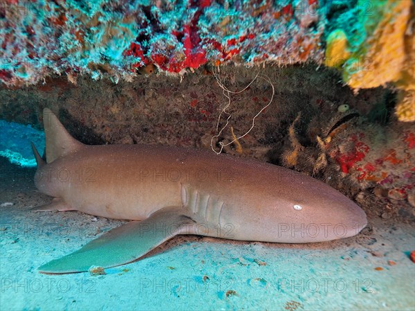 Atlantic nurse shark