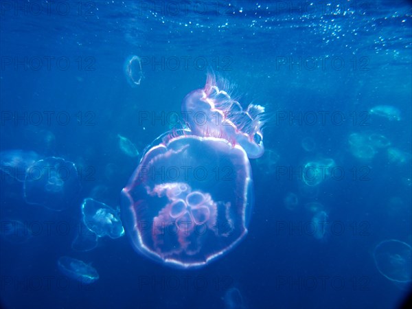 Common jellyfish