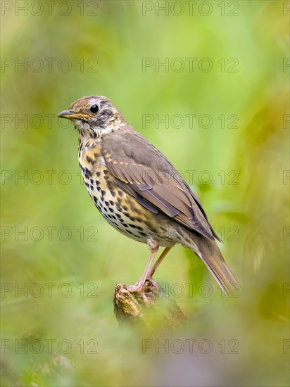 Song Thrush