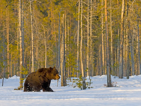 European brown bear