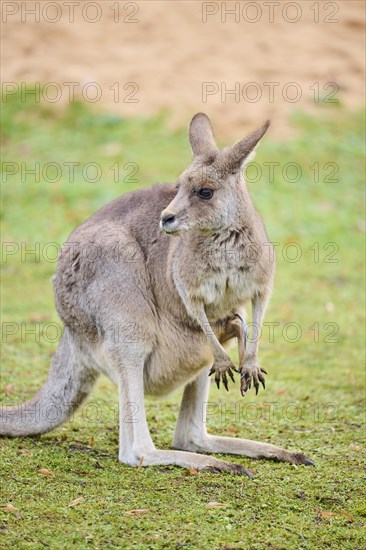 Eastern grey kangaroo