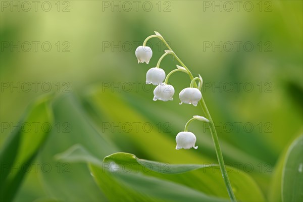 Lily of the valley