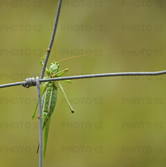 Great green bush cricket