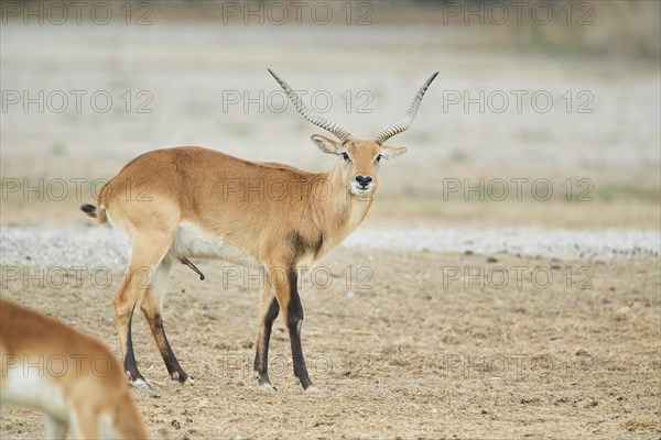 Southern lechwe