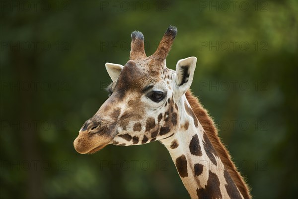 Reticulated giraffe