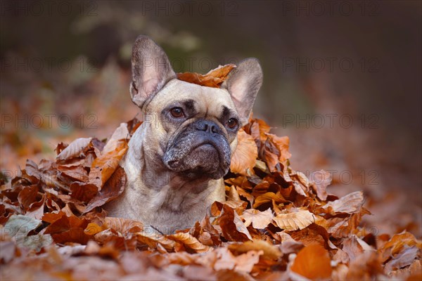 Curious fawn French Bulldog dog girl lying on forest ground covered in colorful autumn leaves