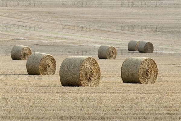 Grain field