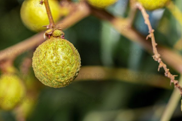 Longan