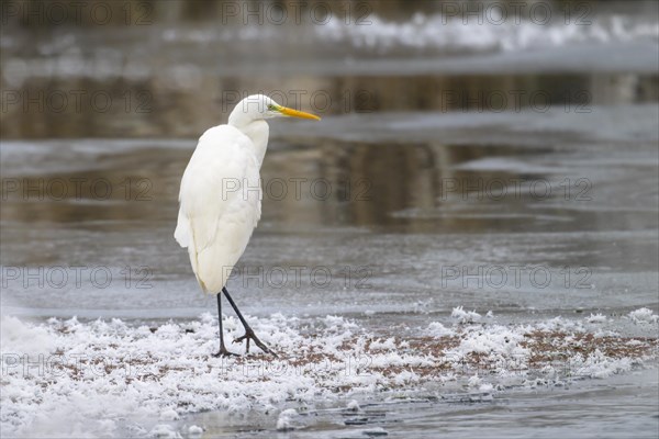 Great egret