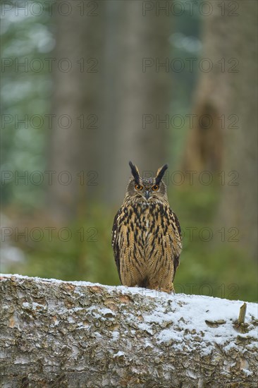 Eurasian eagle-owl