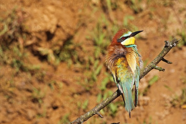 European bee-eater