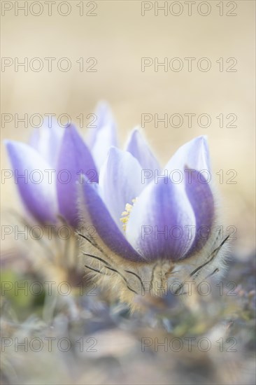 Pasque flower