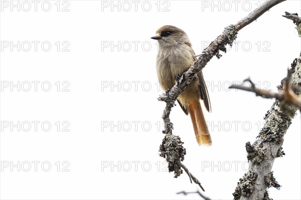 Siberian jay