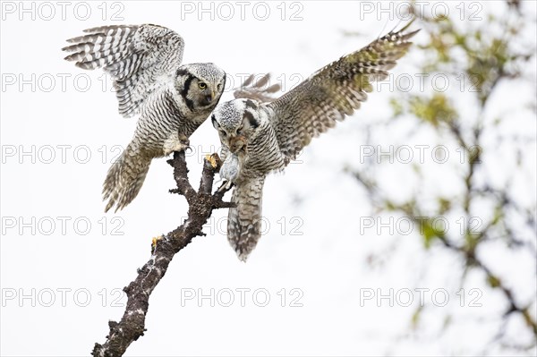 Northern hawk owl