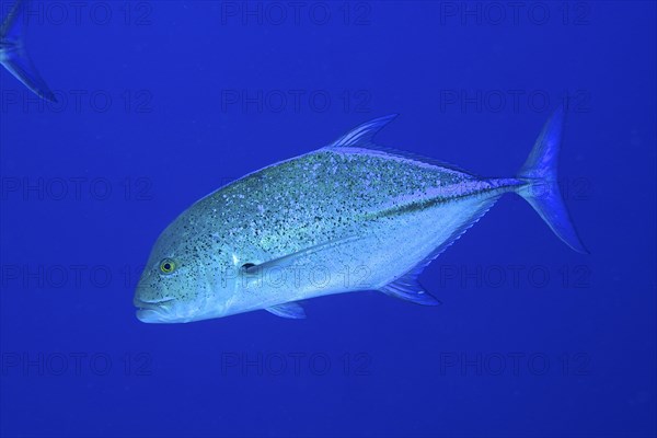 Bluefin trevally