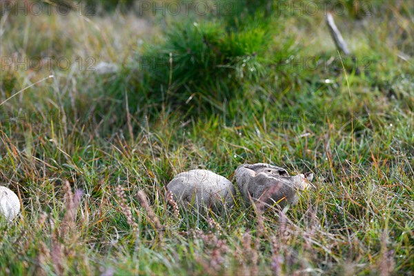 Mosaic puffball