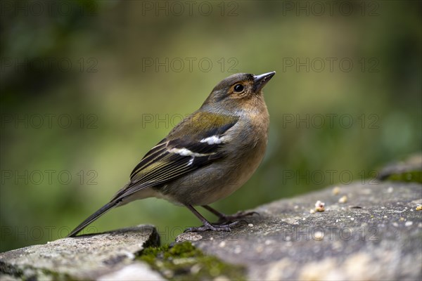 Madeira madeiran chaffinch