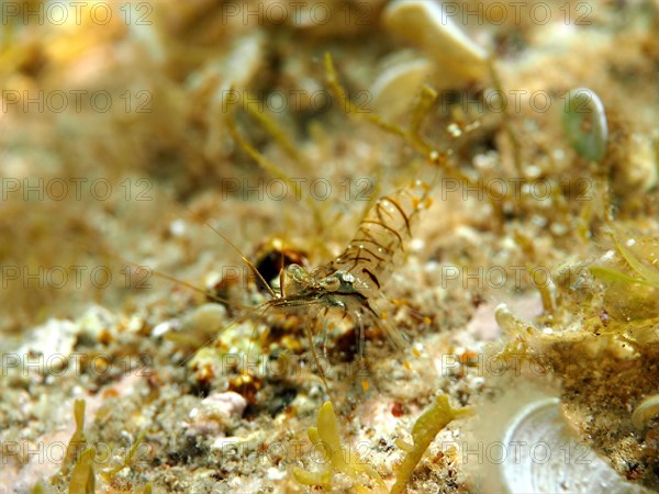 Small rock shrimp