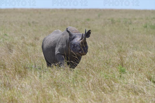 Black rhinoceros