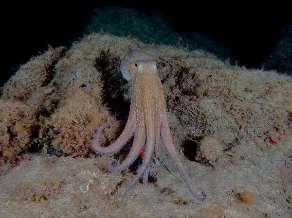 Common octopus