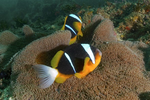 A pair of Allard's anemonefish