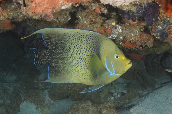 Koran angelfish