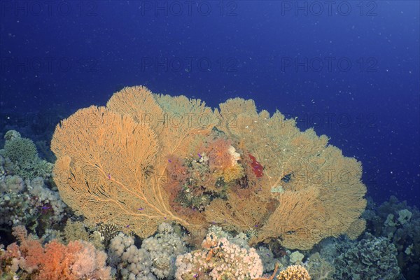 Giant sea fan