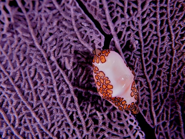 Flamingo tongue snail