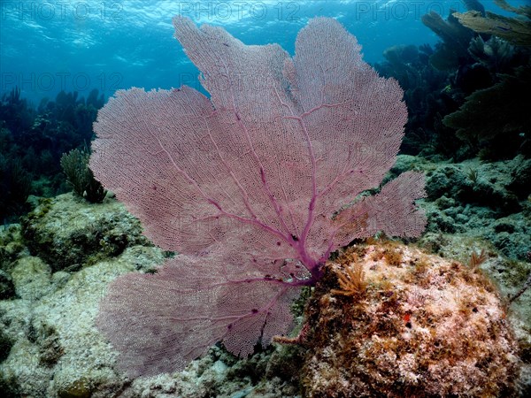 Common sea fan