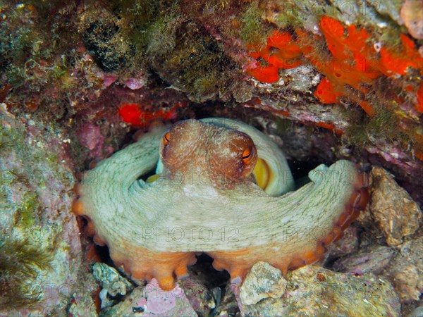 Common octopus