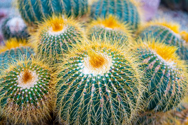 Gold ball cactus or also golden barrel cactus