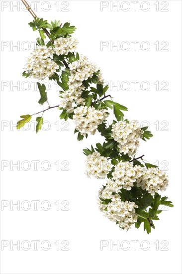 Single-seeded hawthorn