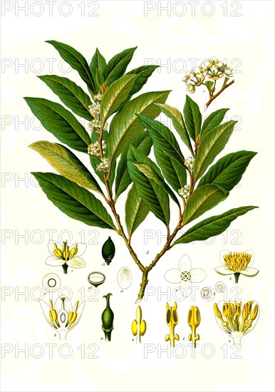 Medicinal plant