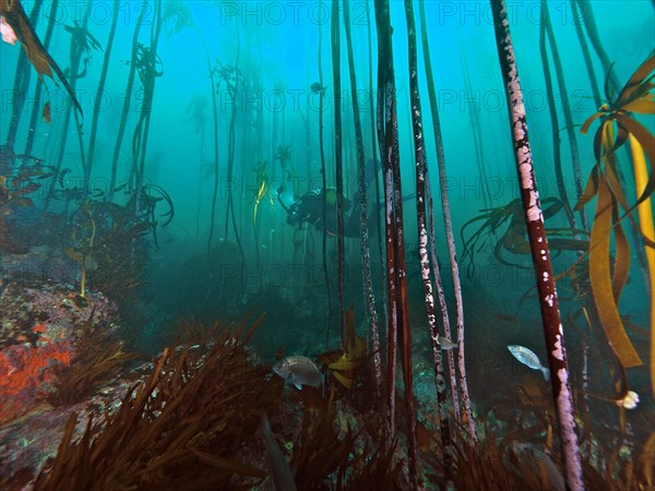 South African kelp
