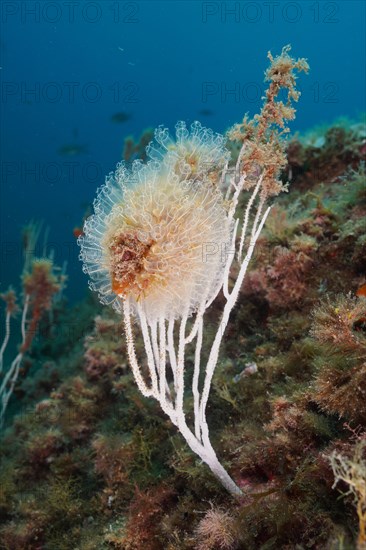 Translucent sea squirt