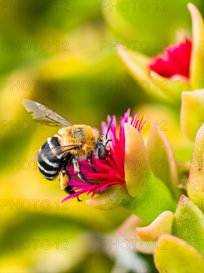 White-banded Digger Bee