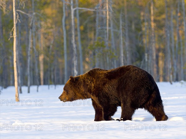 European brown bear