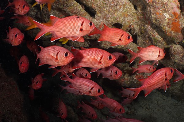 Group of white fringed soldierfish