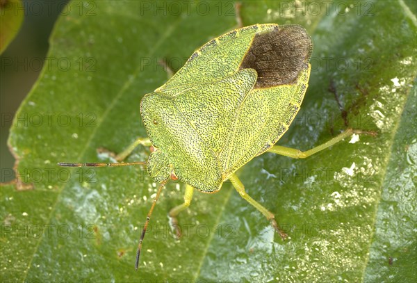 Green shield bug