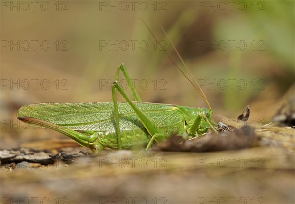 Great green bush cricket