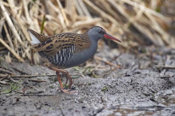 Water rail