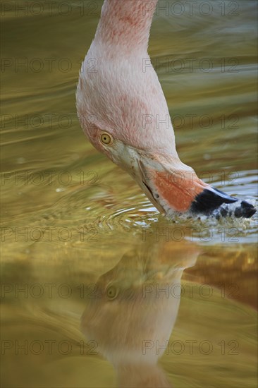 Portrait of an American flamingo